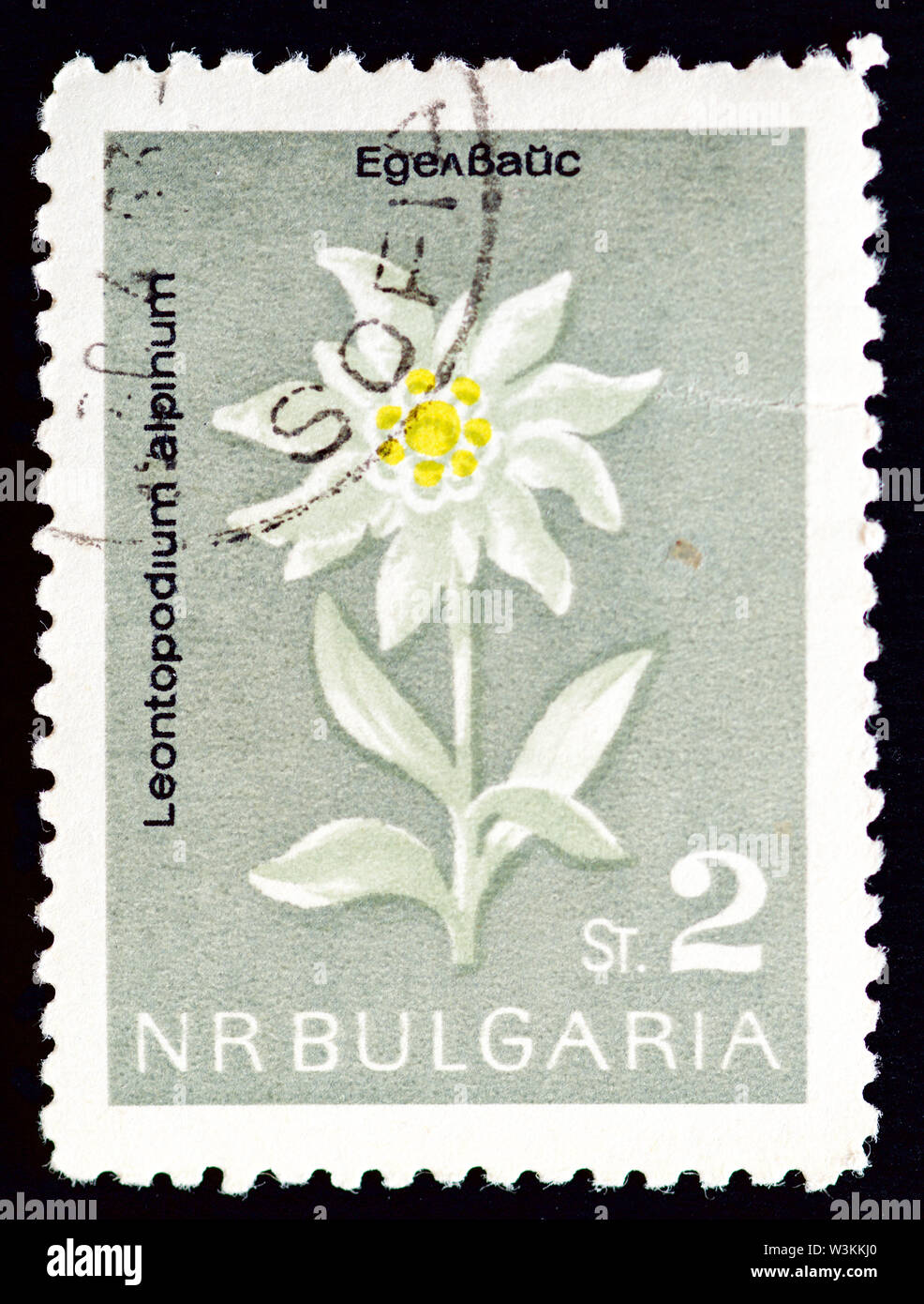 Bulgaria Postage Stamp - 1963 Stock Photo