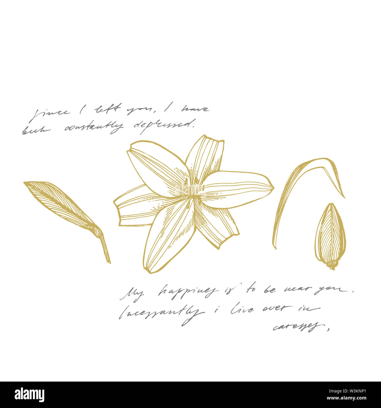Lilies of the field sketch hi-res stock photography and images - Alamy