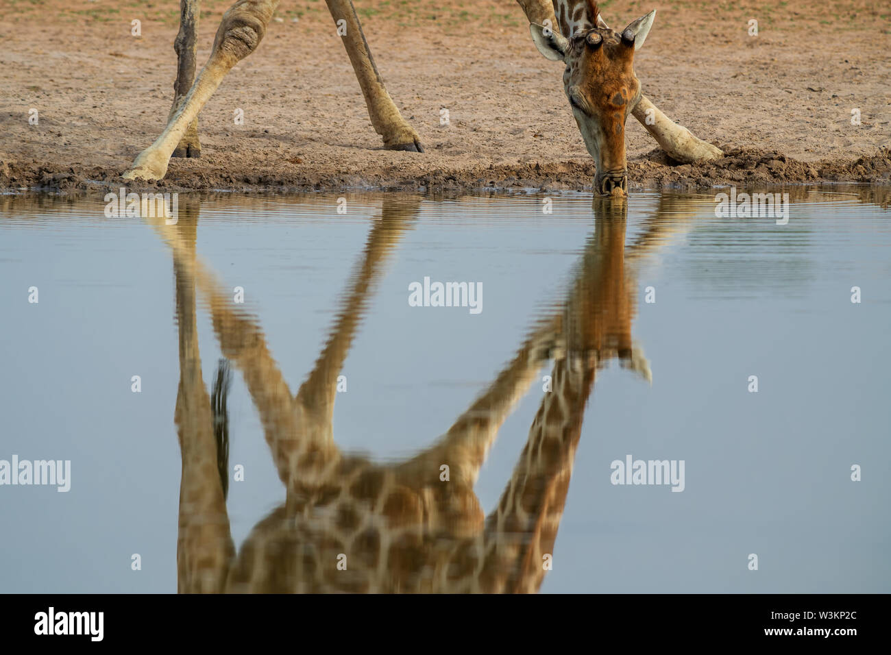 Giraffe - Giraffa giraffa, safari in Etosha National Park, Namibia, Africa. Cute member of African big five. Stock Photo