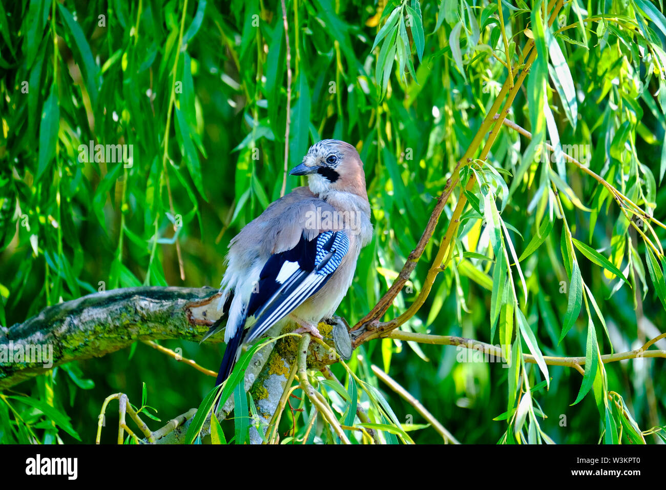West Sussex, England, UK. Single Eurasian Jay (Garrulus glandarius) perched on the branch of a Weeping Willow (Salix babylonica) Stock Photo