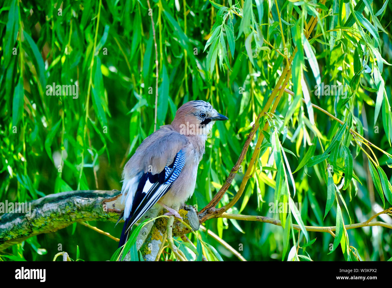 West Sussex, England, UK. Single Eurasian Jay (Garrulus glandarius) perched on the branch of a Weeping Willow (Salix babylonica) Stock Photo