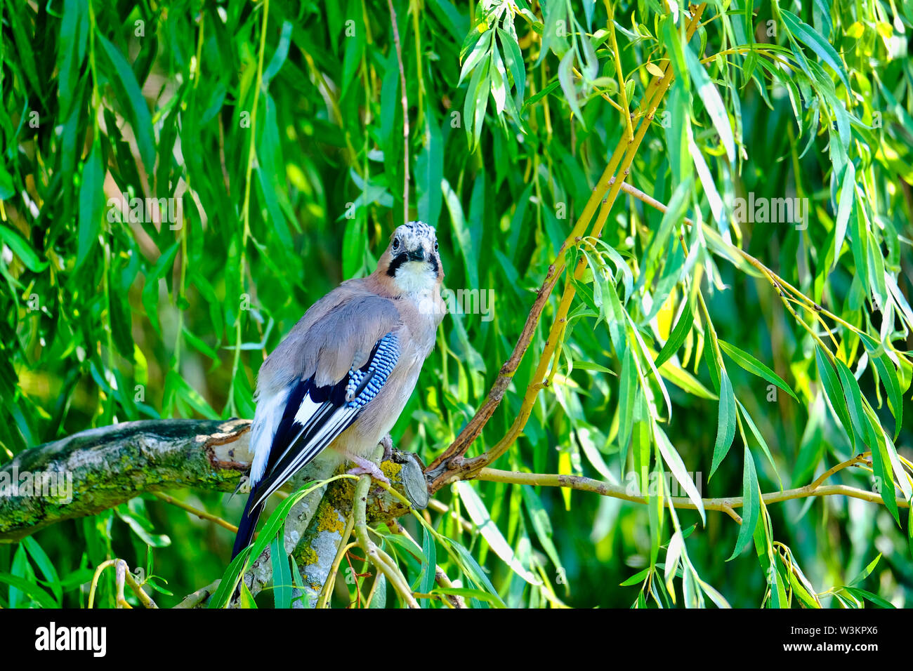 West Sussex, England, UK. Single Eurasian Jay (Garrulus glandarius) perched on the branch of a Weeping Willow tree (Salix babylonica) Stock Photo