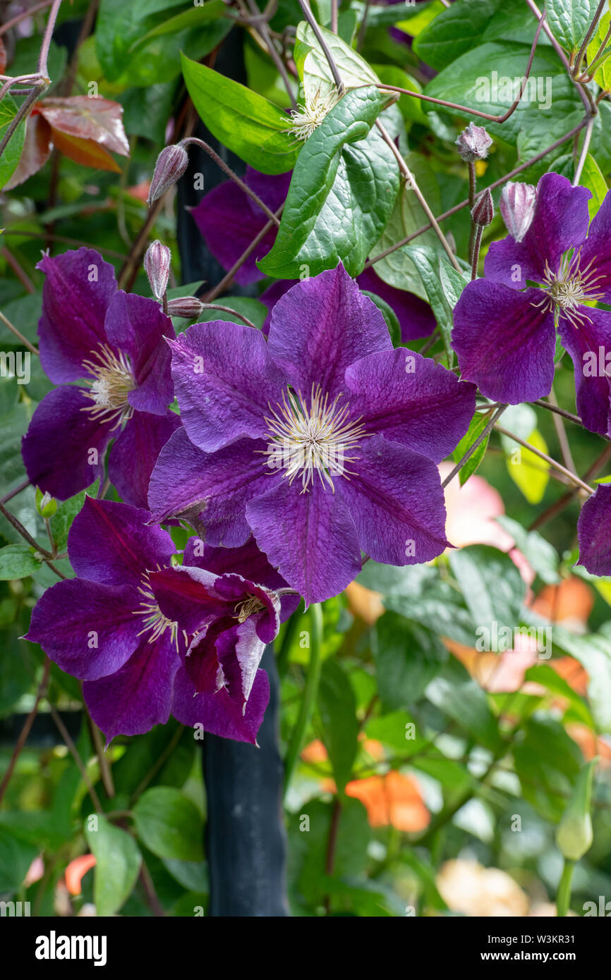 Clematis ‘Etoile Violette’. Clematis ‘Violet star’ Stock Photo