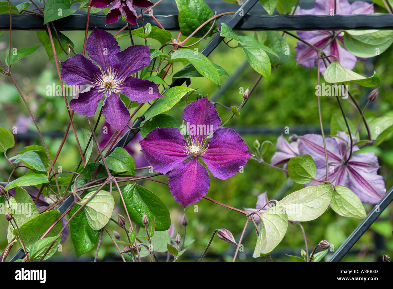 Clematis ‘Star of india’. Late Large-Flowered Clematis Stock Photo
