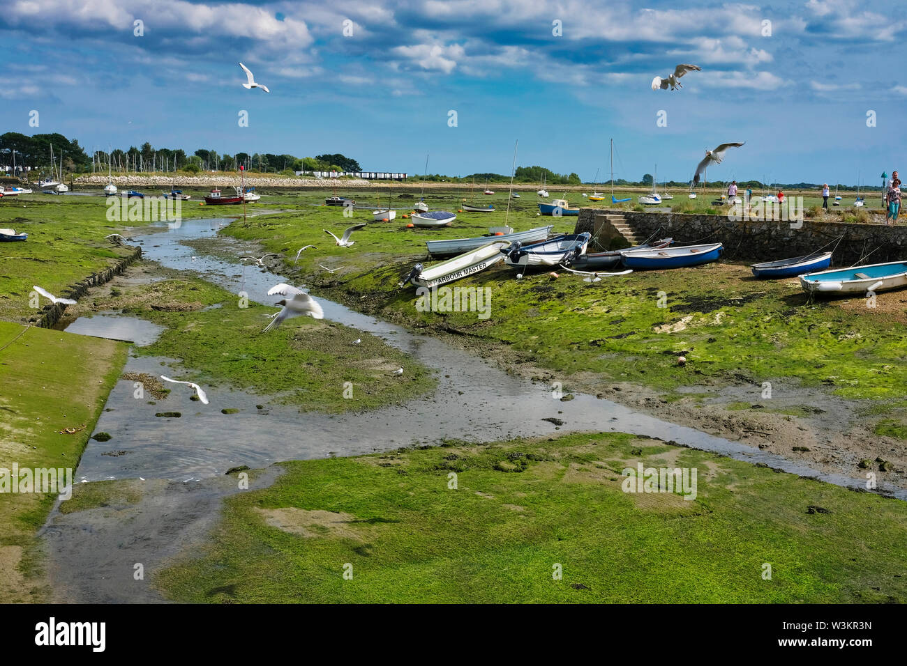 Hampshire, UK. Sailing boats anchored at Emsworth Harbour at low tide in the summer with Black-headed Gulls flying around looking for food. Stock Photo