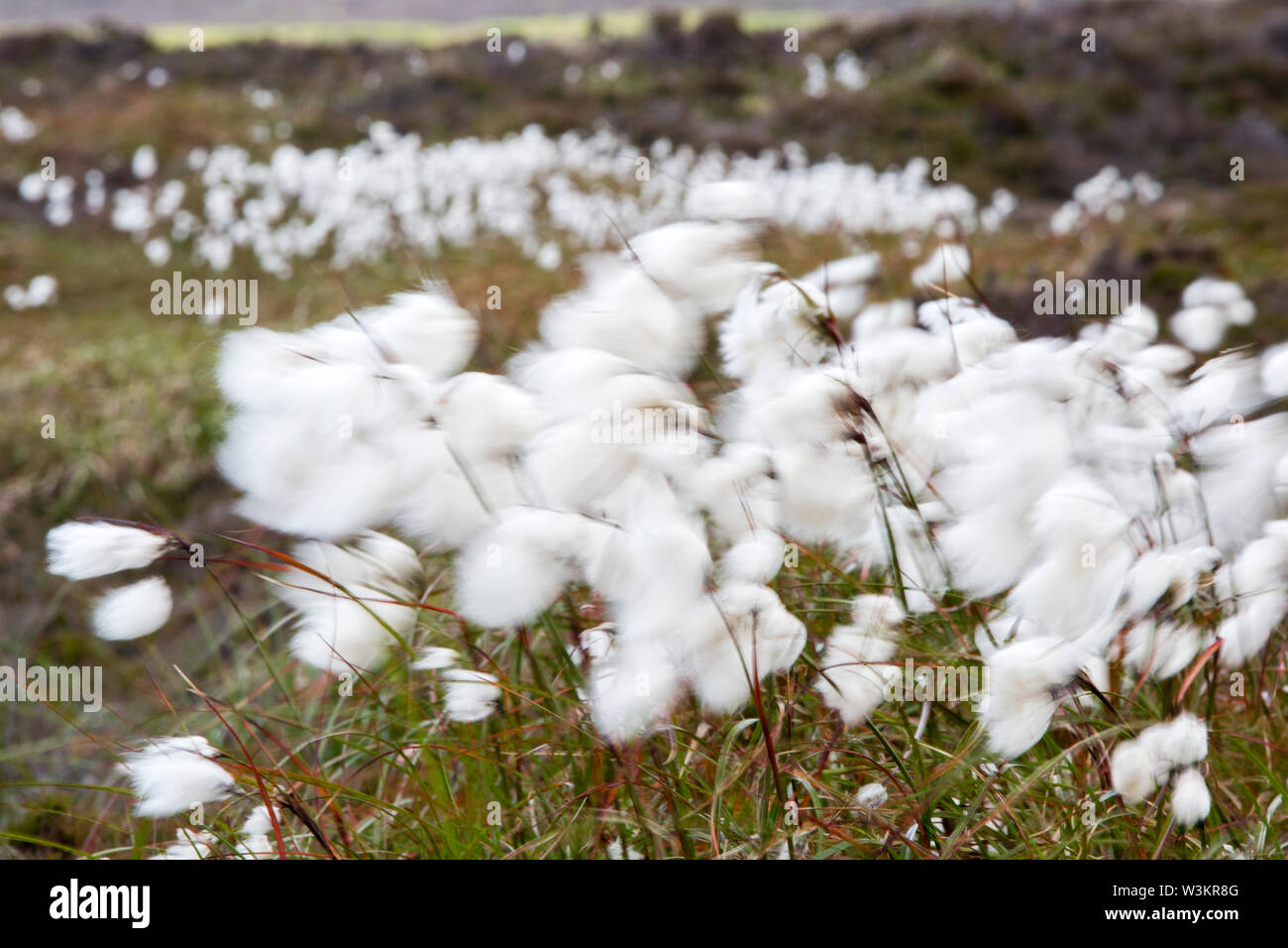 Cotton growing uk hires stock photography and images Alamy