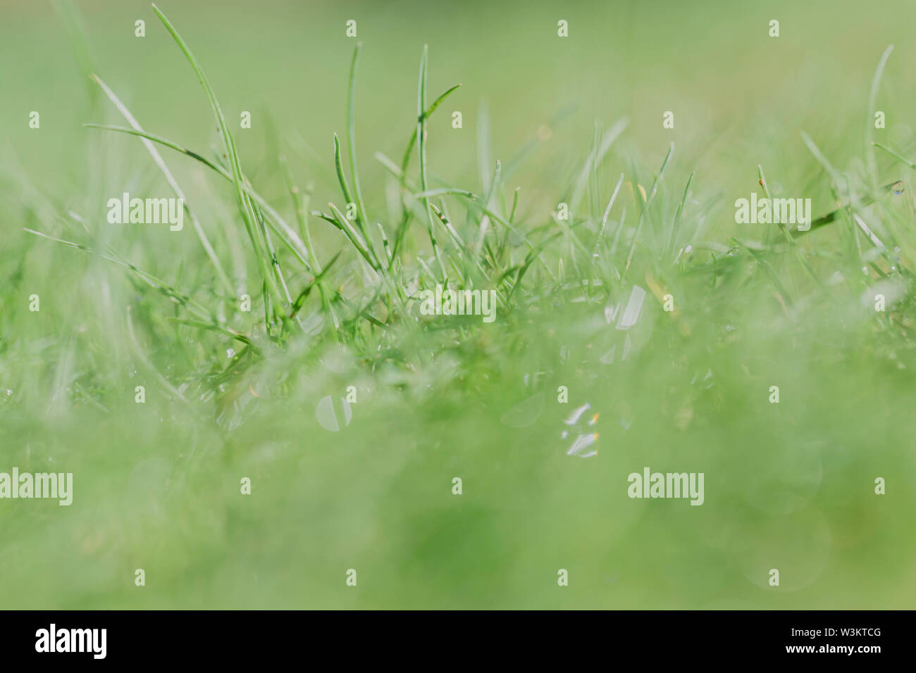 Grass macro hi-res stock photography and images - Alamy