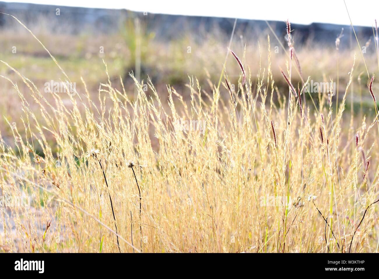 Long green grass blades hi-res stock photography and images - Alamy