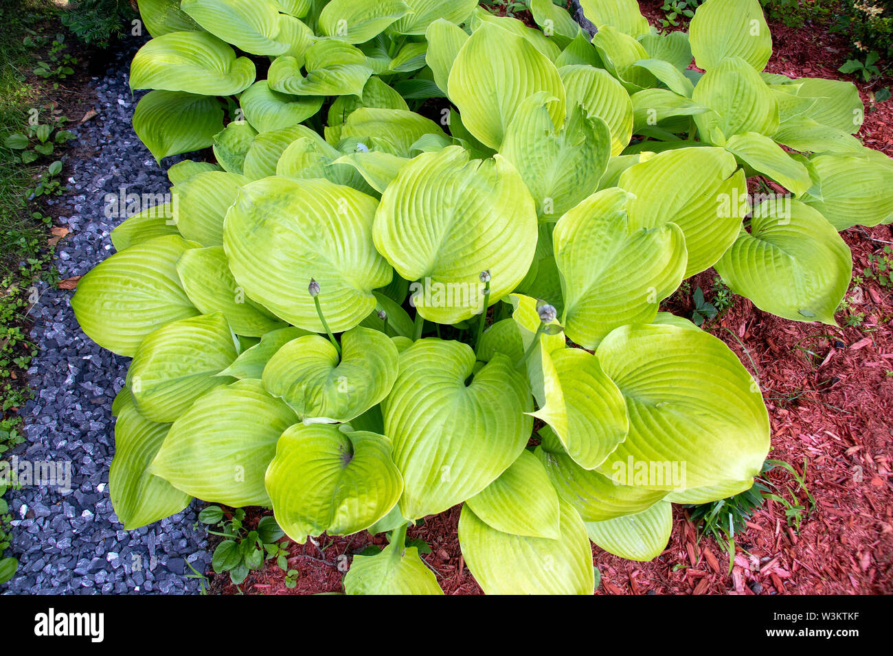 Sum And Substance Plant