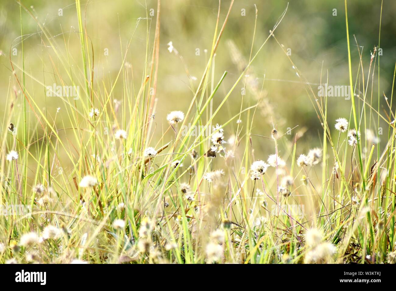 Long green yellow grass hi-res stock photography and images - Alamy
