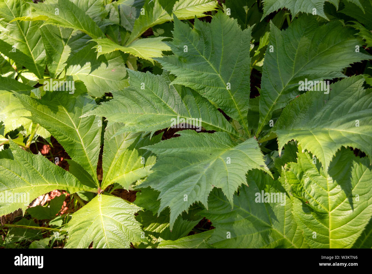 Rodgersia sambucifolia  - plant closeup grown in rich, acidic, humusy, consistently moist soils Stock Photo