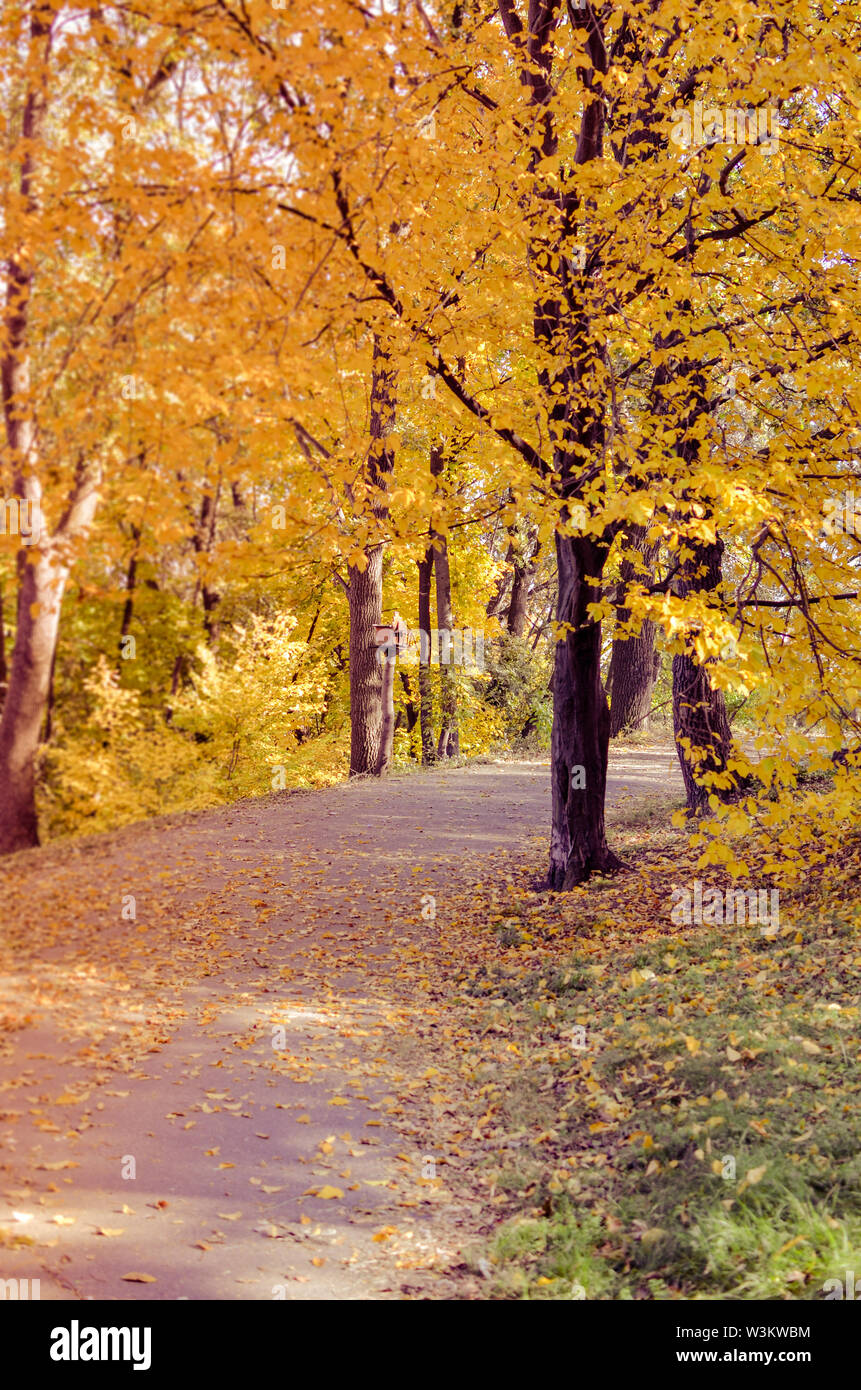 Beautiful romantic alley in a park with colorful trees and sunlight ...