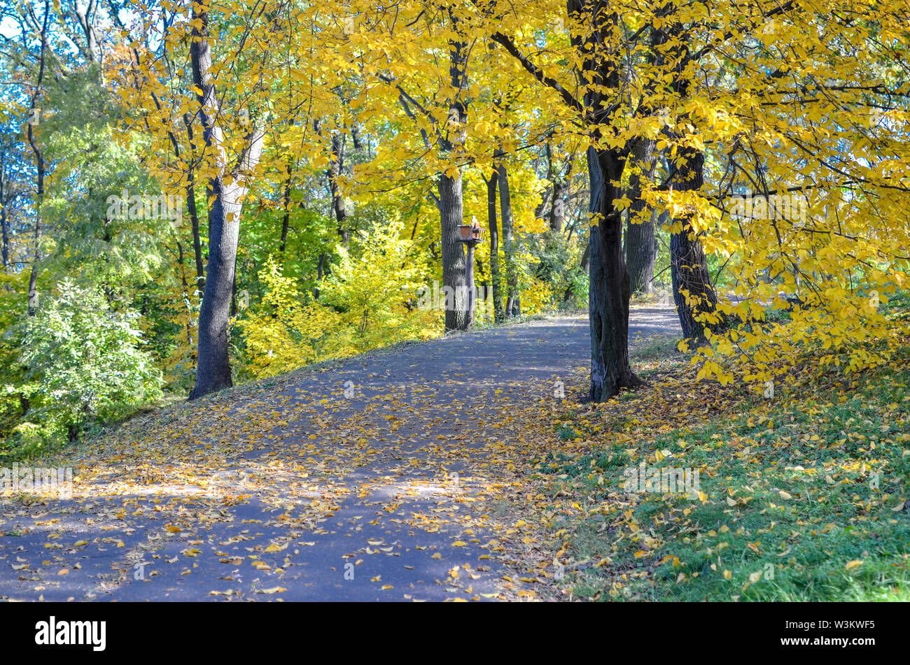 Beautiful romantic alley in a park with colorful trees and sunlight ...