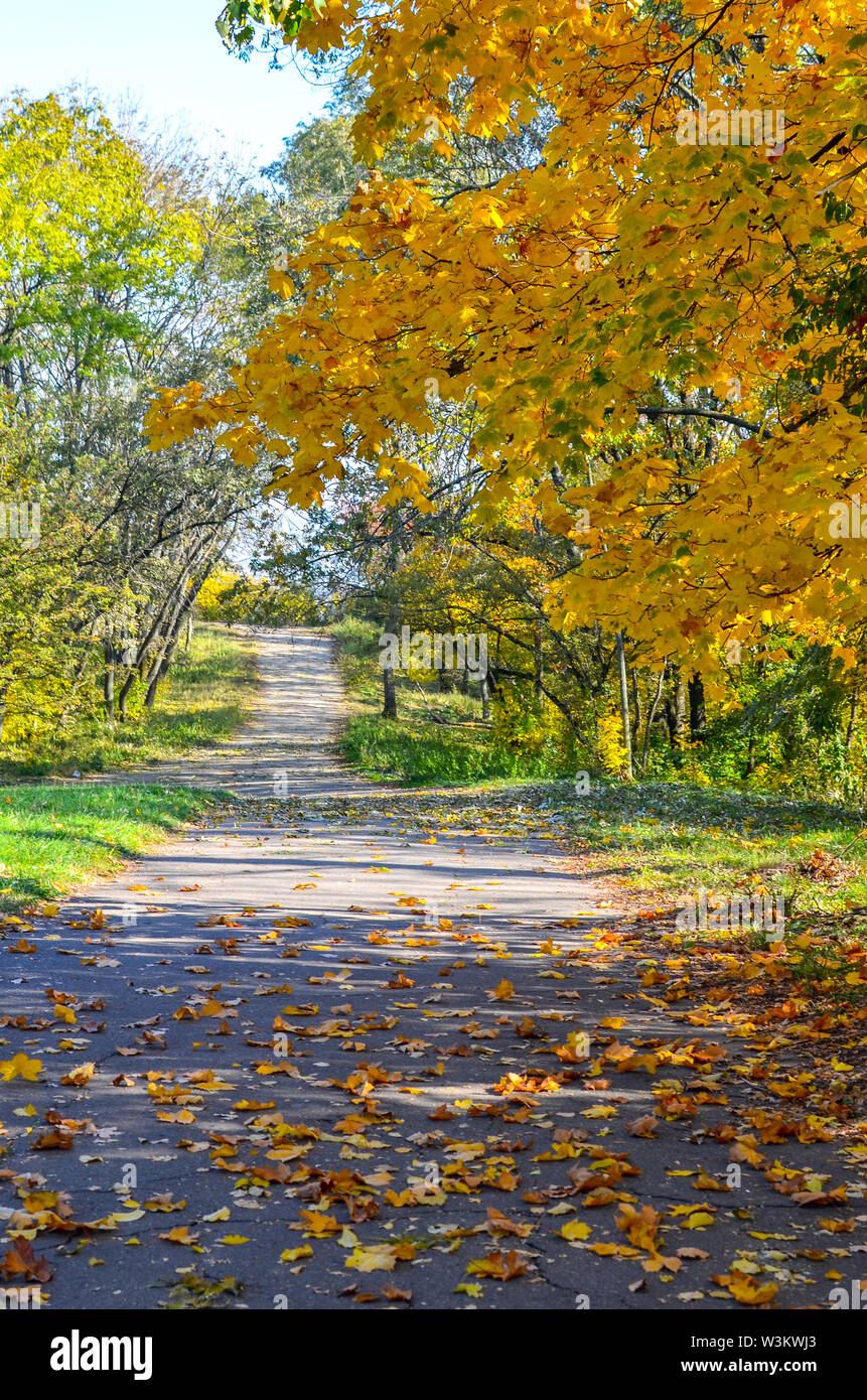 Beautiful romantic alley in a park with colorful trees and sunlight ...