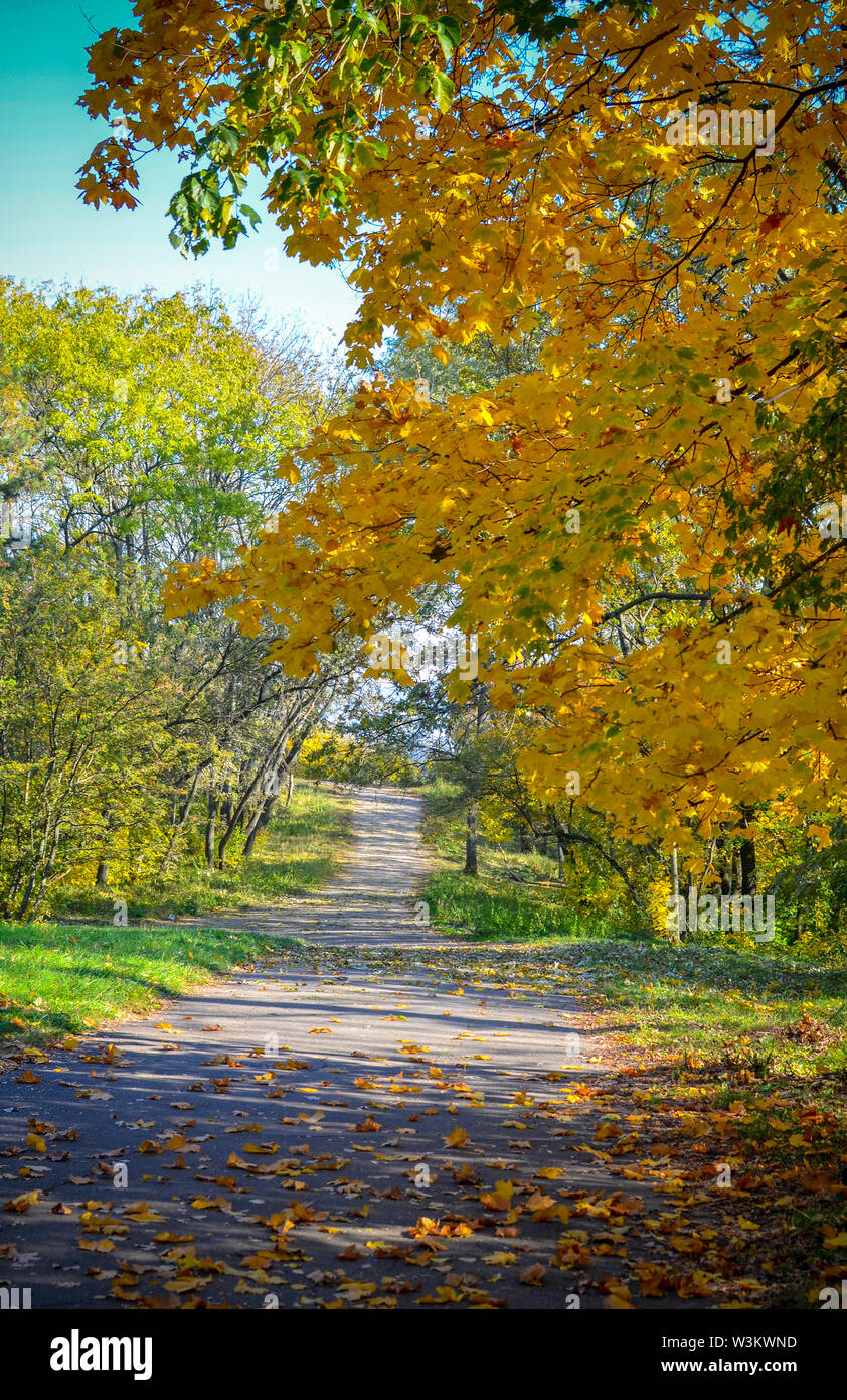 Beautiful romantic alley in a park with colorful trees and sunlight