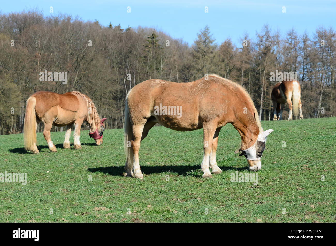 Equus ferus caballus, grazing domestic horses on a pasture in the countryside in Bavaria, Germany Stock Photo