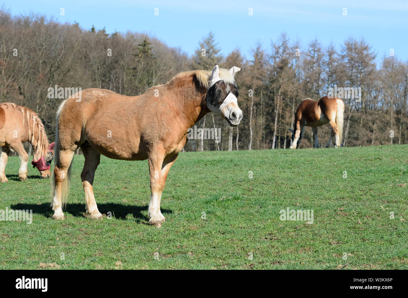 Equus ferus caballus, grazing domestic horses on a pasture in the countryside in Bavaria, Germany Stock Photo