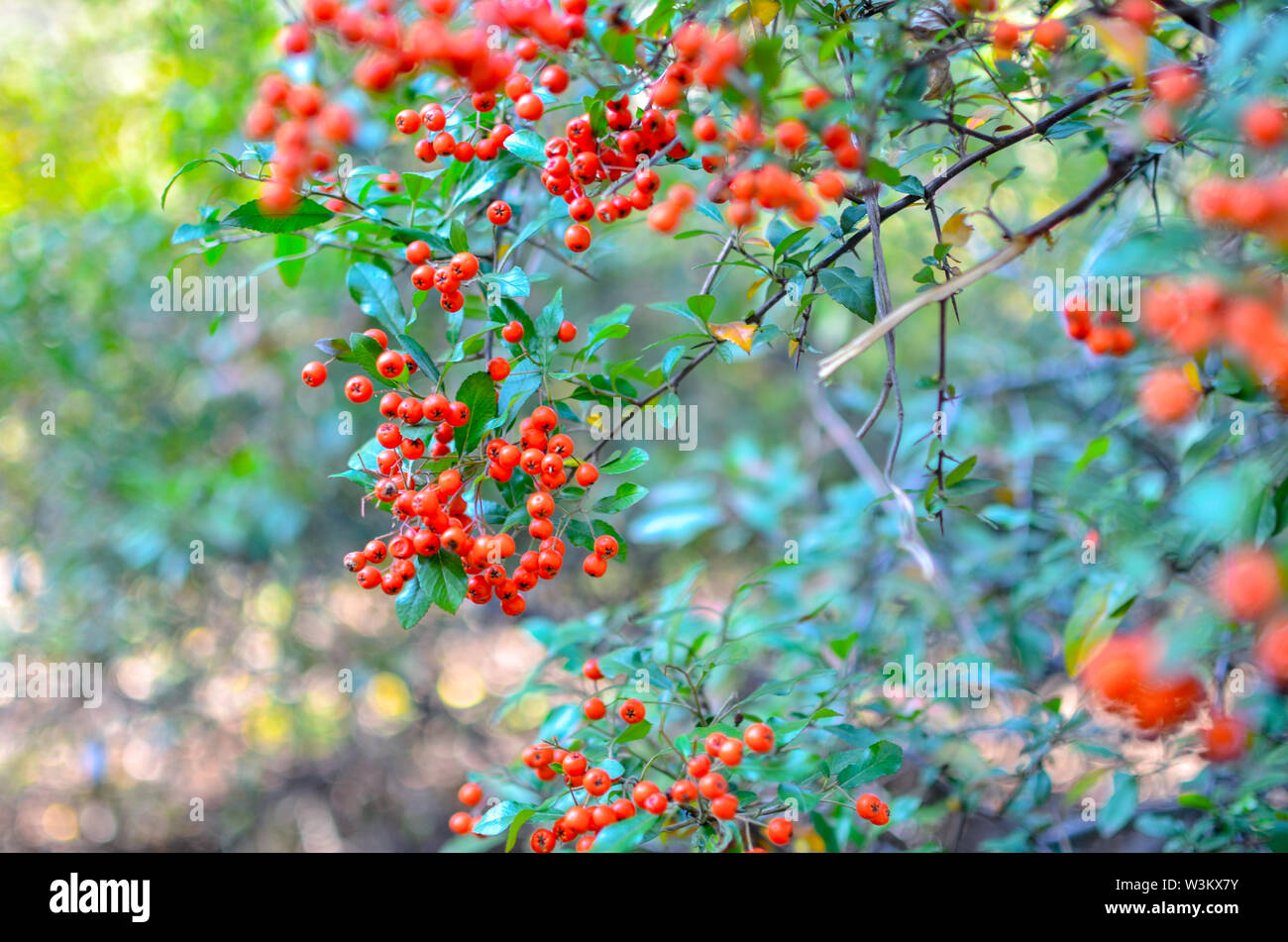 Firethorn Pyracantha coccinea berries in the fall season. Orange, red