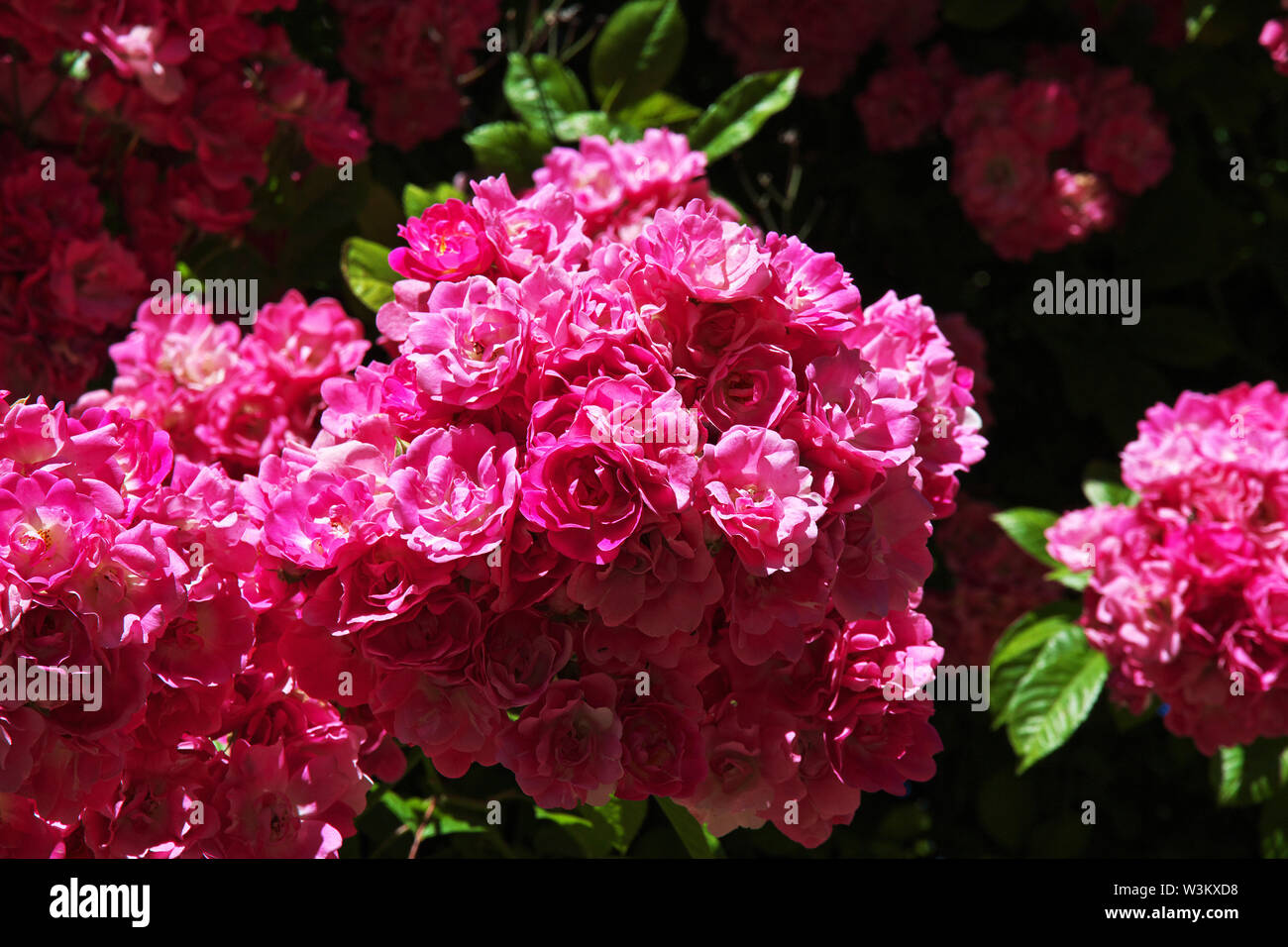 Queenstown city - entertainment, New Zealand Stock Photo - Alamy