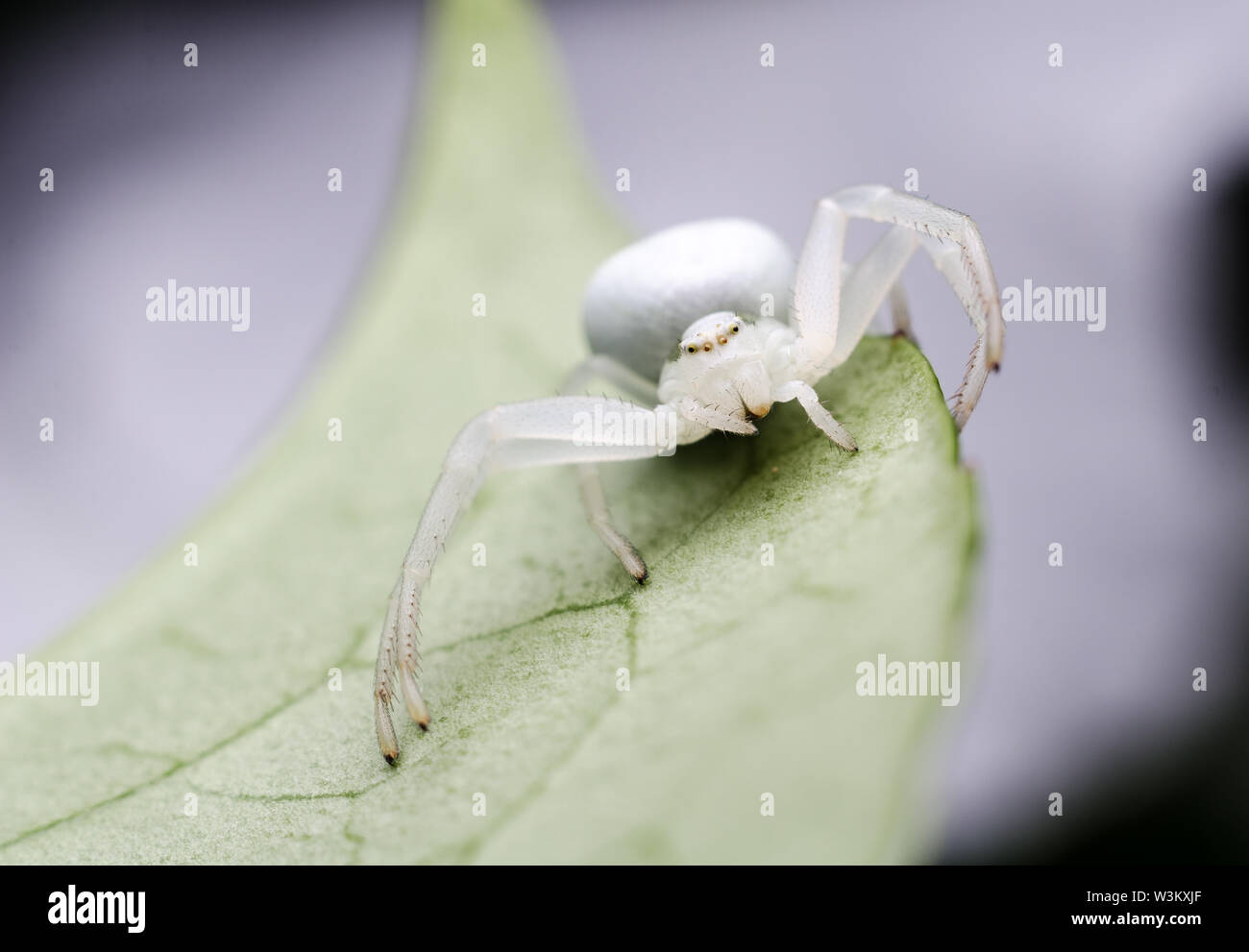 Thomisidae, Crab Spider in the forest Stock Photo Alamy