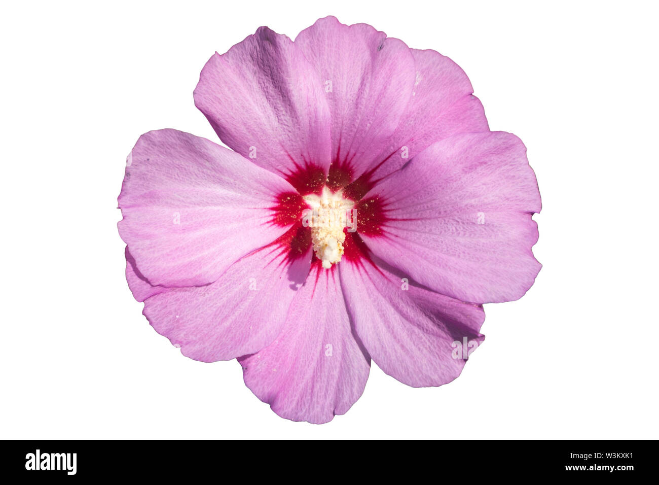 Syrian ketmia pink with deep red centre rose of Sharon 'Hamabo' flower isolated on white. Stock Photo