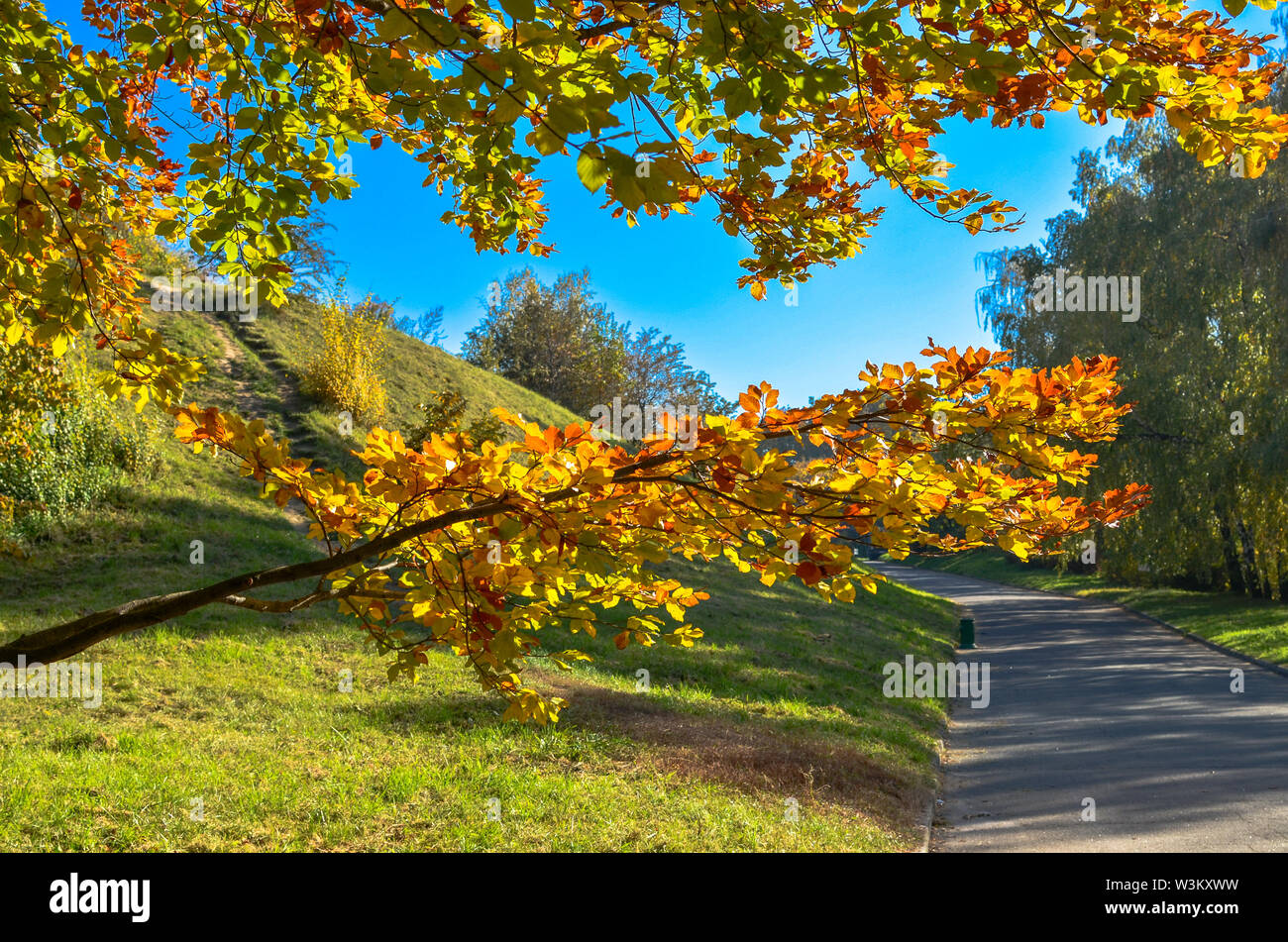 Beautiful romantic alley in a park with yellow colorful trees and ...