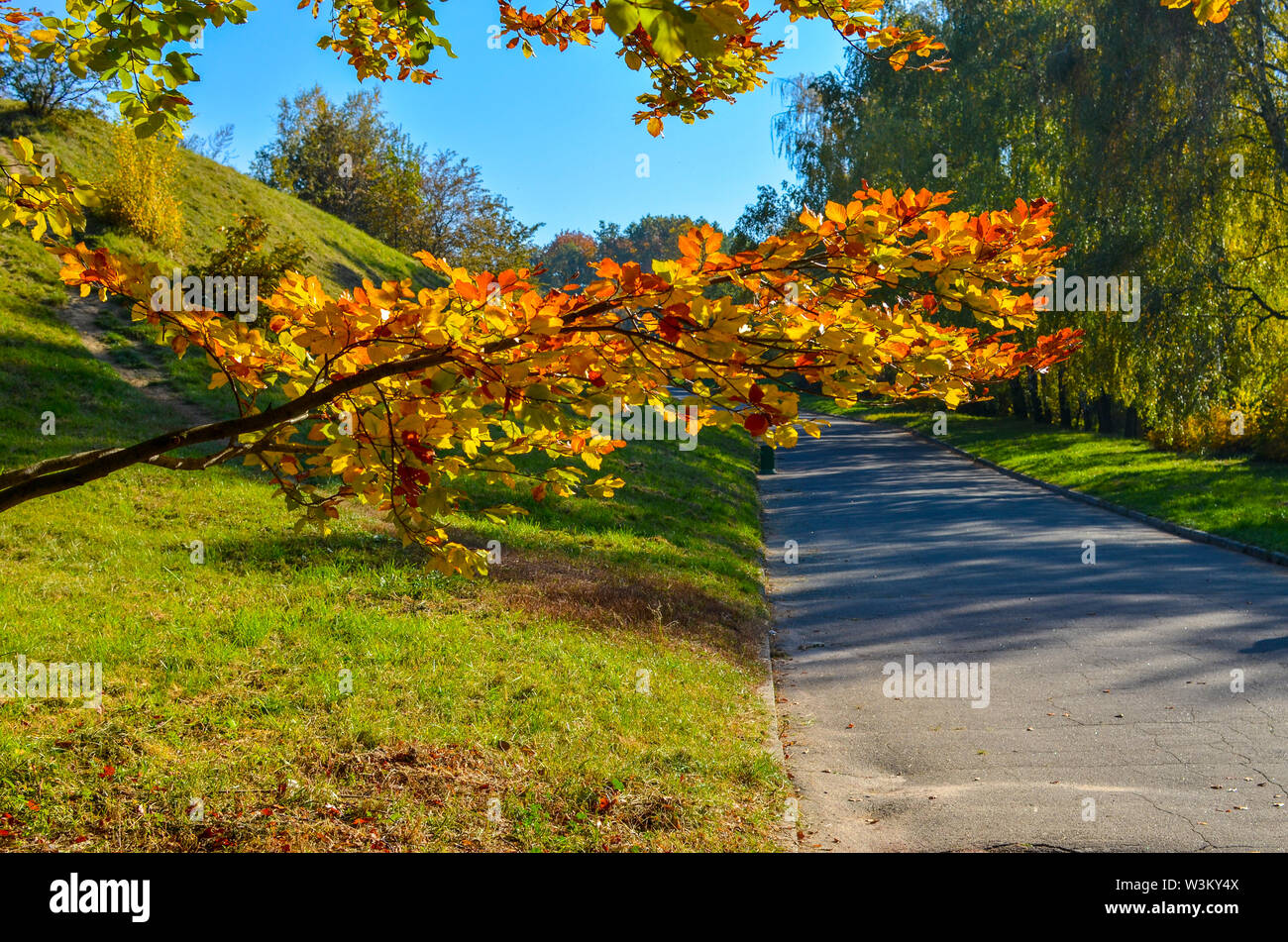 Beautiful romantic alley in a park with yellow colorful trees and ...