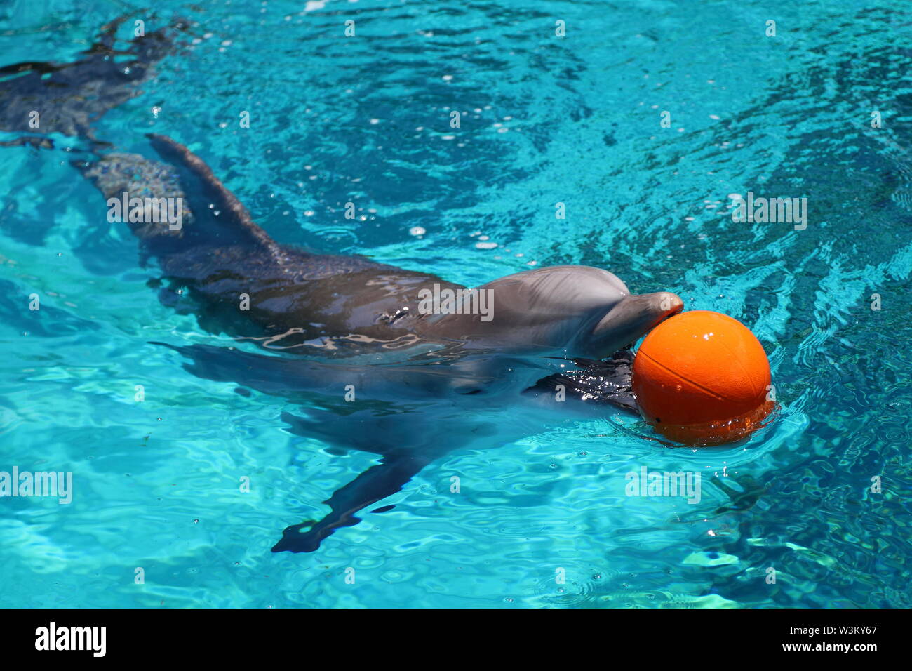 The mirage dolphin vegas hi-res stock photography and images - Alamy