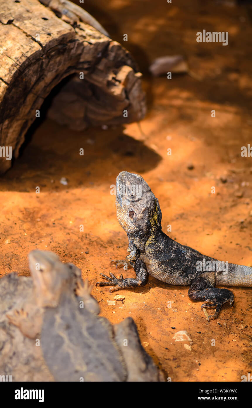 The Sauromalus ater (common chuckwalla) Stock Photo