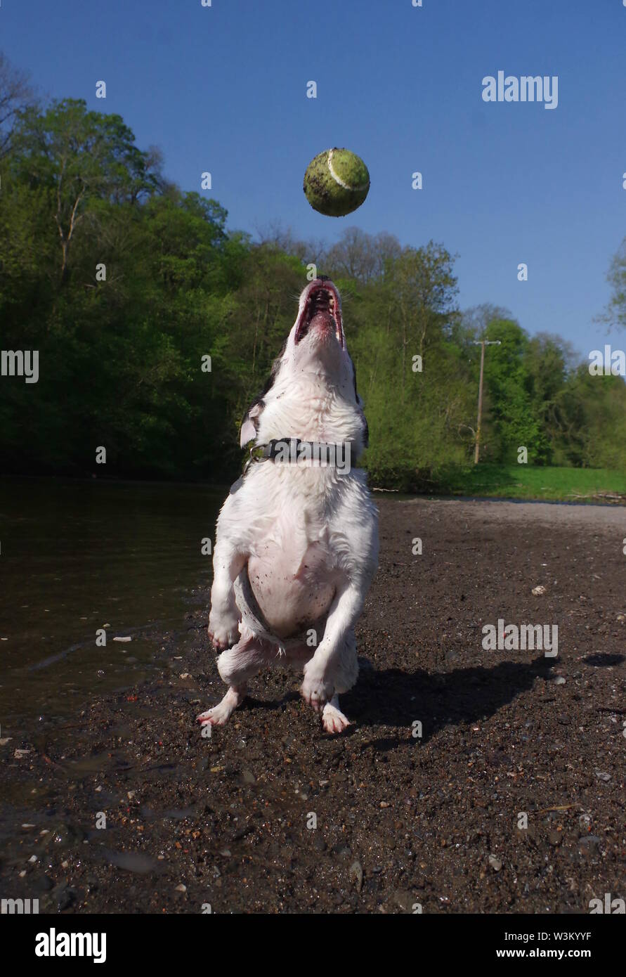 Jack Russell catching ball Stock Photo