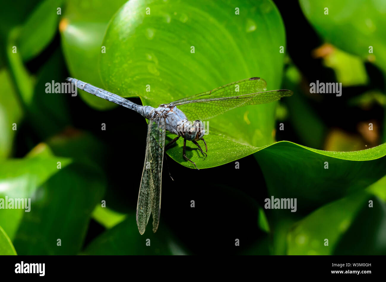 The blue dasher dragonfly (Pachydiplax longipennis Stock Photo - Alamy