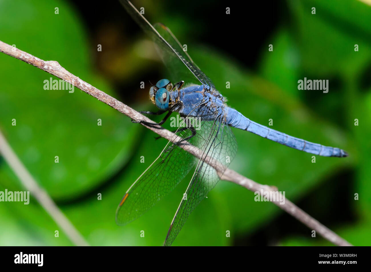 The blue dasher dragonfly (Pachydiplax longipennis Stock Photo - Alamy