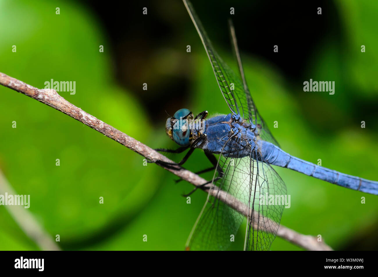 The blue dasher dragonfly (Pachydiplax longipennis Stock Photo - Alamy