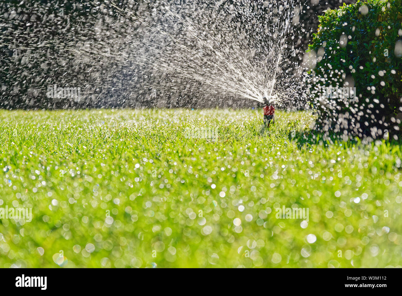 Turf irrigation by automatic popup sprinkler Stock Photo Alamy