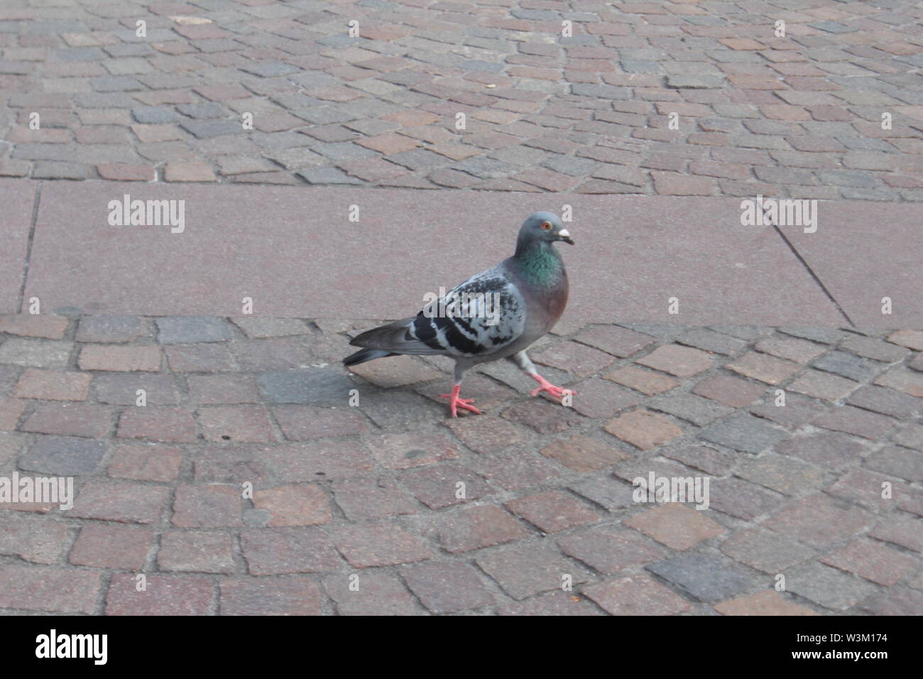 Grey pifeon walking hi-res stock photography and images - Alamy