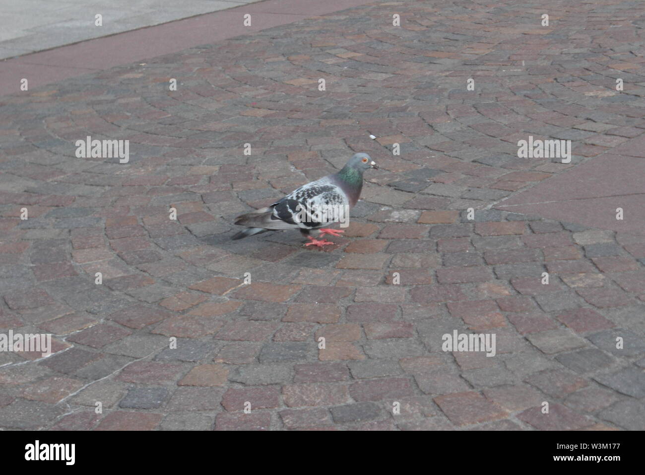 Grey pifeon walking hi-res stock photography and images - Alamy