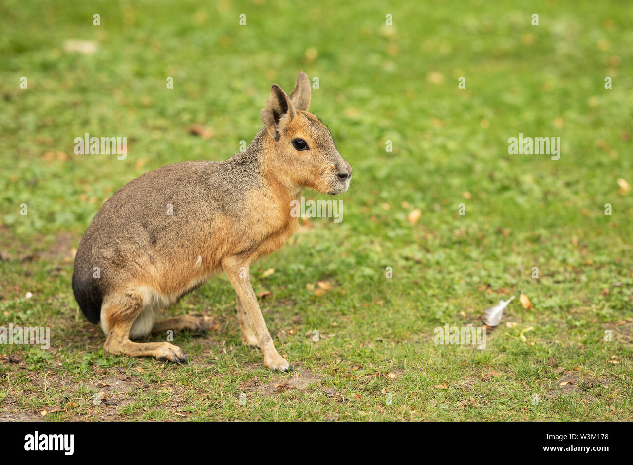 A Patagonian cavy (Dolichotis patagonum) sitting on the grass. Stock Photo