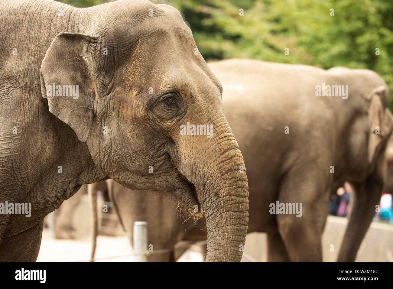 Asian elephants (Elephas maximus) at the zoo (Tierpark Hagenbeck) in Hamburg, Germany. Stock Photo