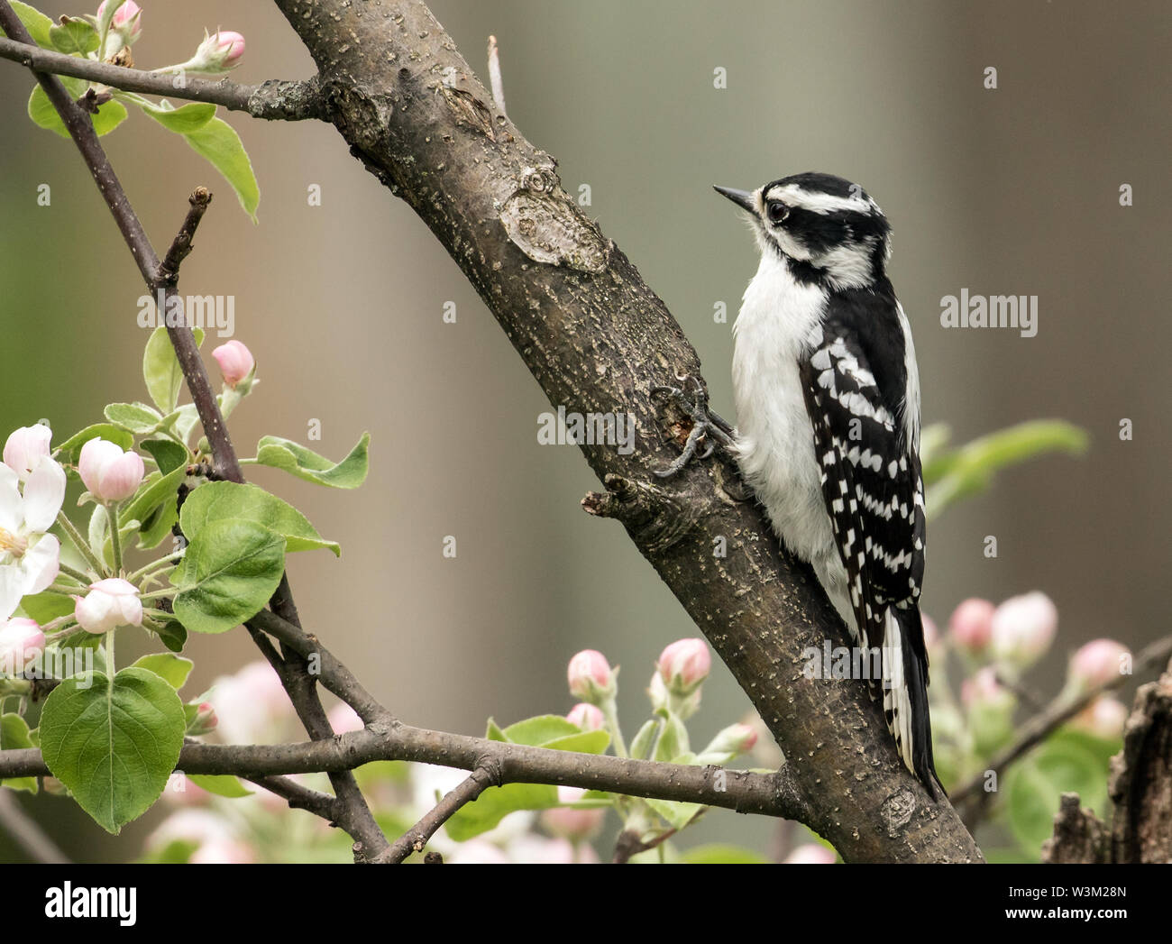 Closeup of small bird Downy Woodpecker perching in a flowering apple tree in spring.Scientific name of this bird is Picoides pubescens. Stock Photo