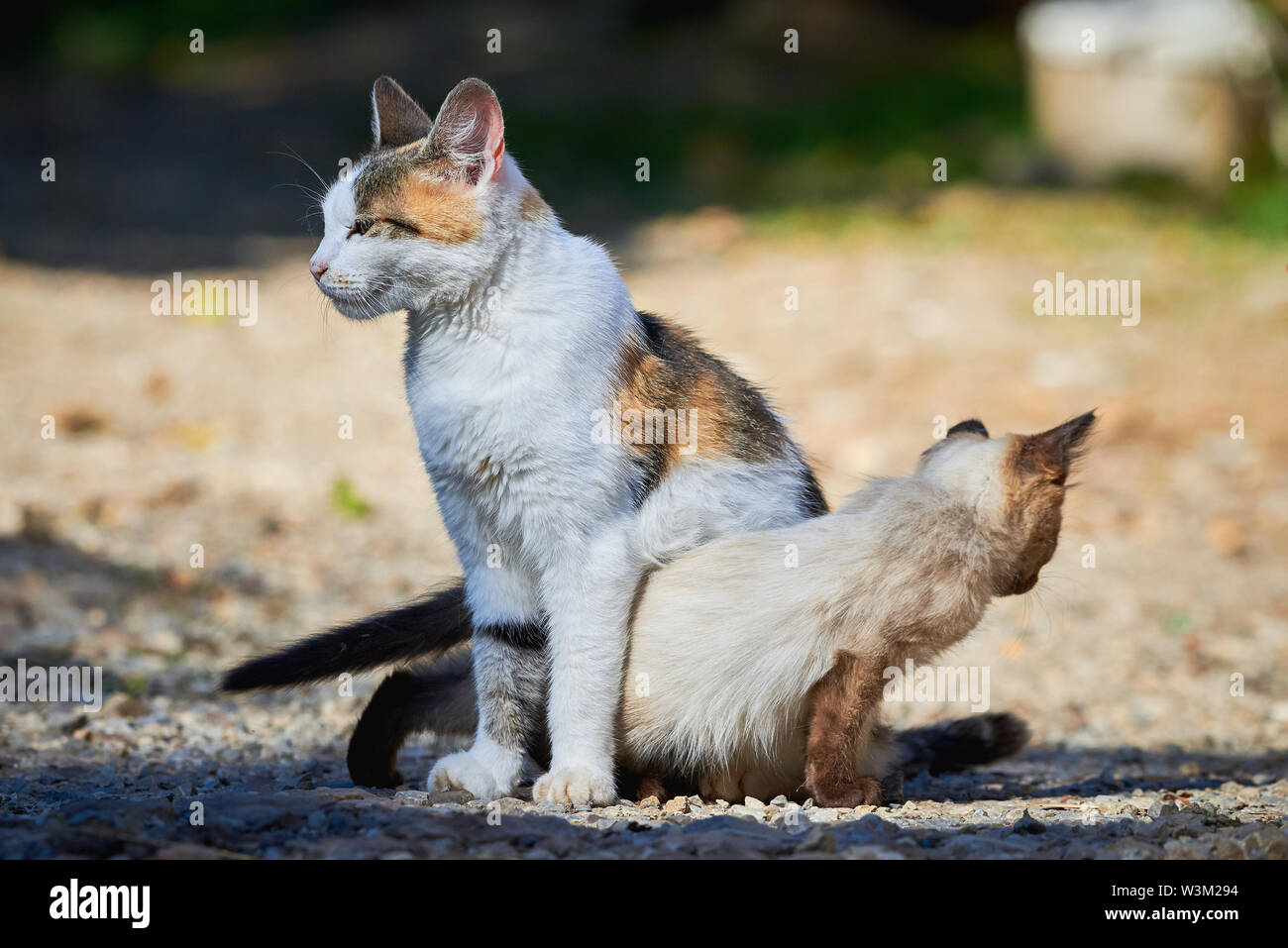 Small Siamese Cat Trying To Play With Another Cat Stock Photo