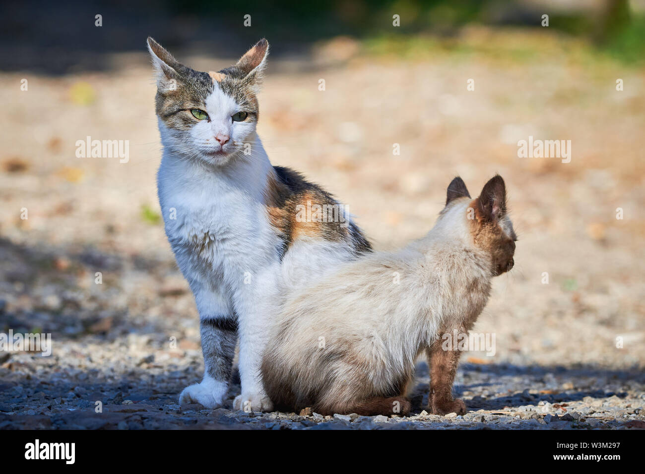 Small Siamese Cat Trying To Play With Another Cat Stock Photo