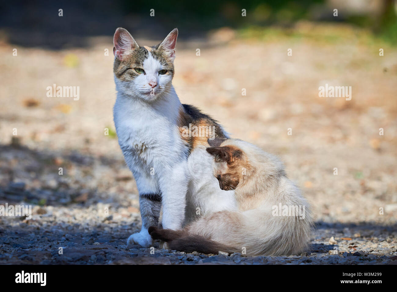 Small Siamese Cat Trying To Play With Another Cat Stock Photo