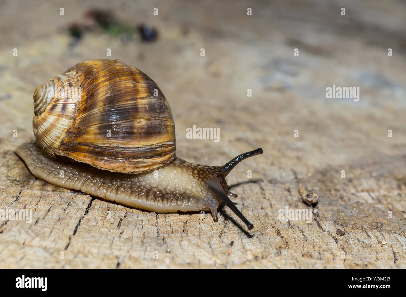 Pulmonate land snails hires stock photography and images Alamy