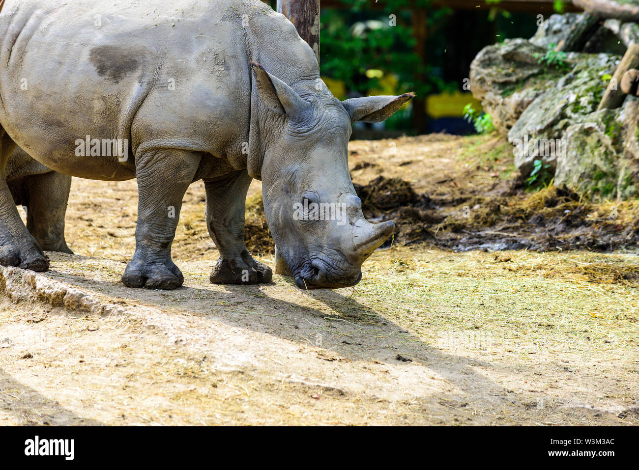 The white rhinoceros or square-lipped rhinoceros (Ceratotherium simum) is the largest extant species of rhinoceros. Stock Photo