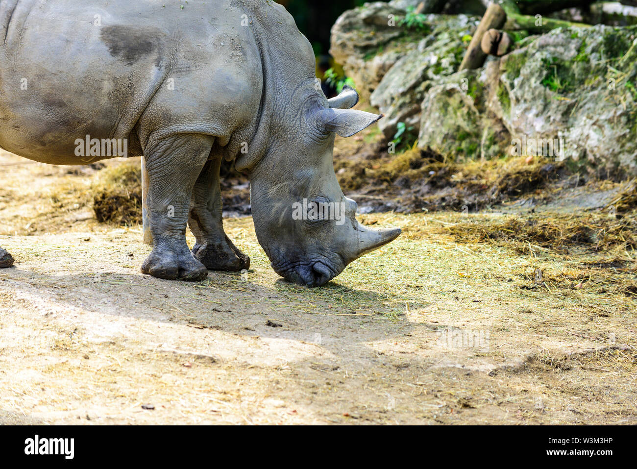 The white rhinoceros or square-lipped rhinoceros (Ceratotherium simum) is the largest extant species of rhinoceros. Stock Photo