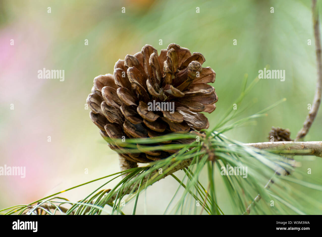 Christmas background with pine tree cones close up Stock Photo - Alamy