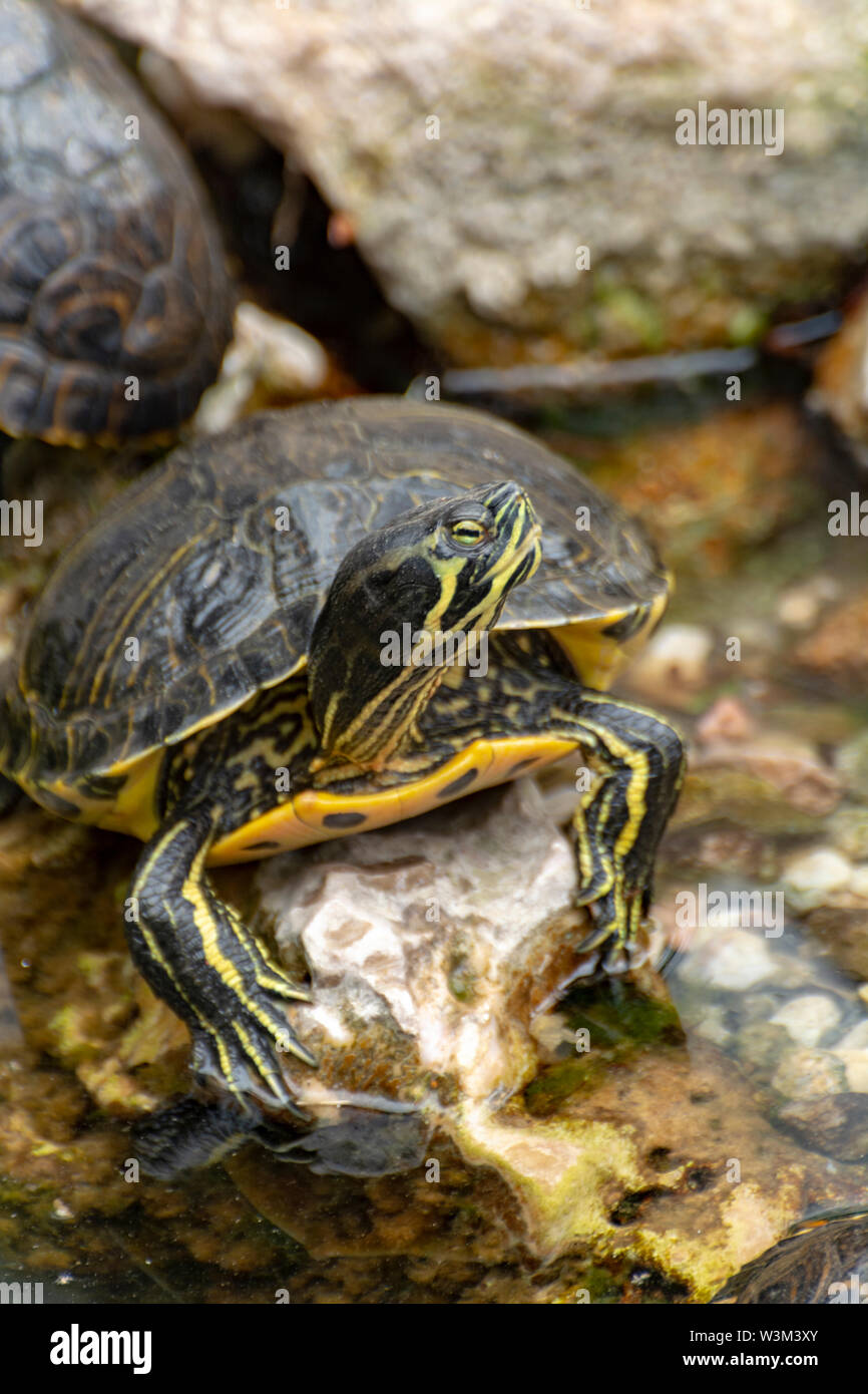 Yellowbellied sliders, land and water turtles, sunbathing in pond