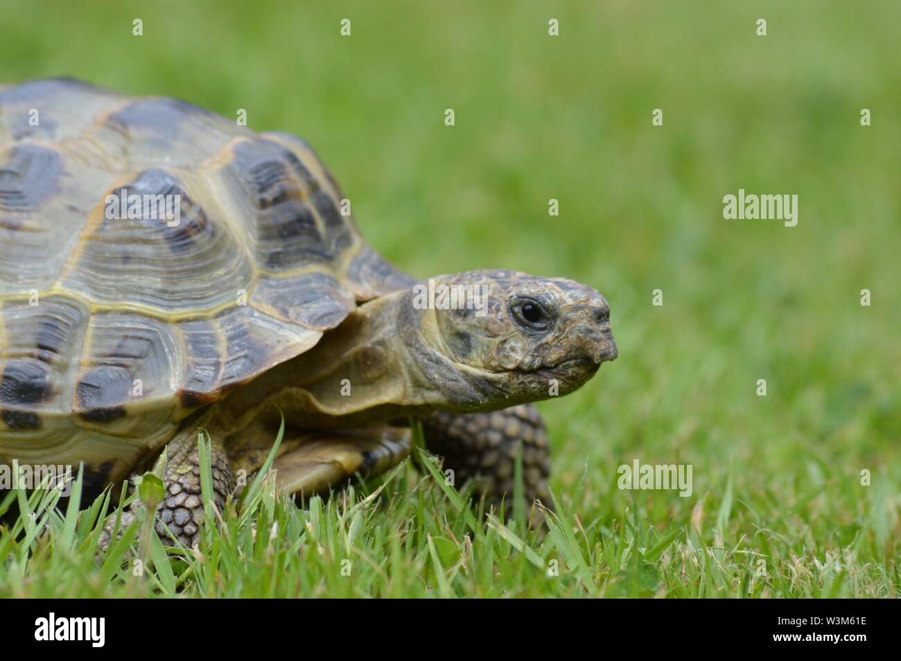 Horsefield tortoise Stock Photo