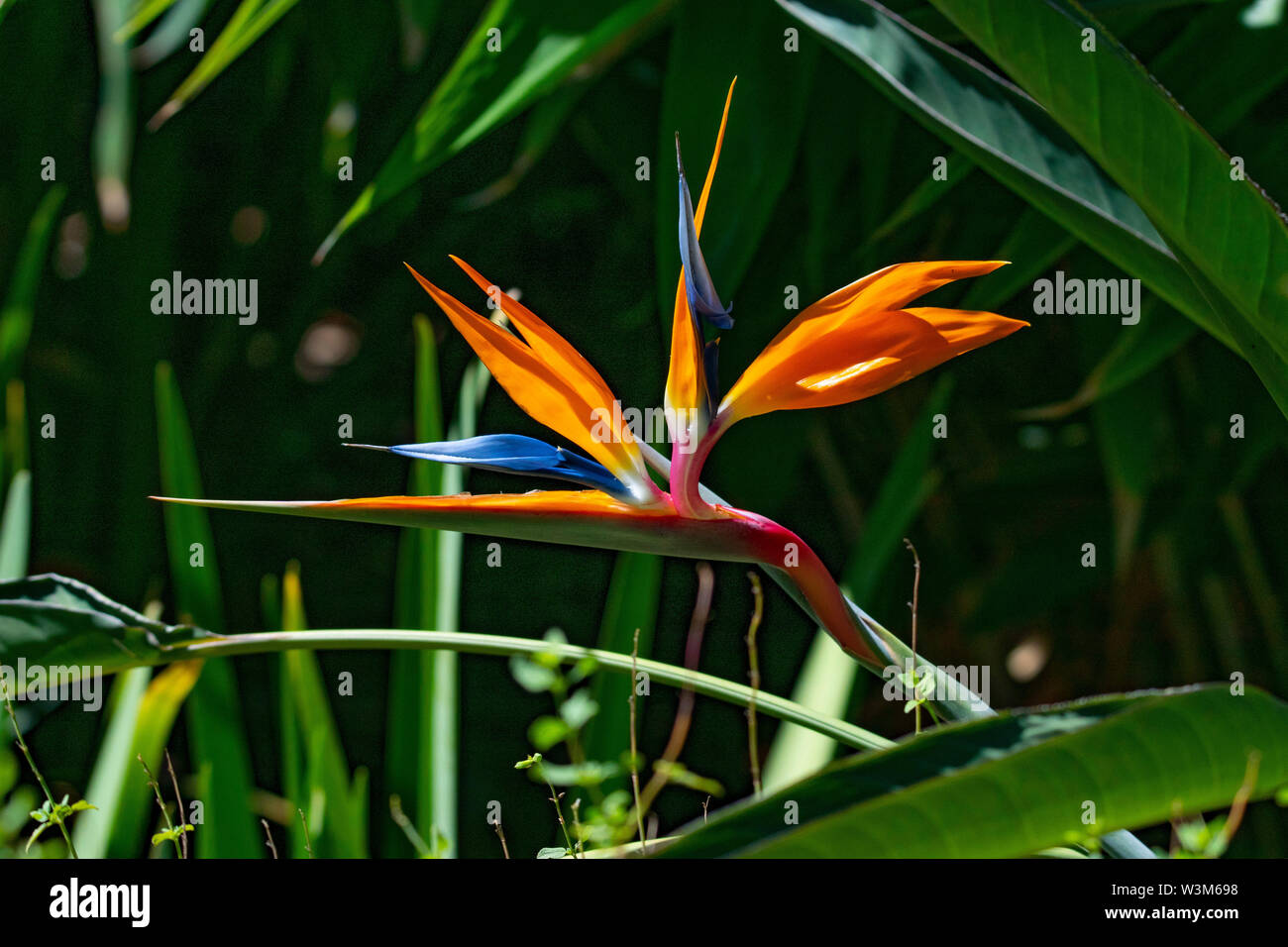 Bird of Paradise flower image taken in a garden setting against a leafy green background Stock Photo