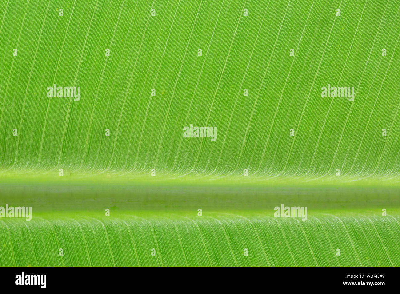 Close up backlit yellow green color live tree leaf natural furcate vein net create venation pattern structure background Creative easy light texture. Stock Photo